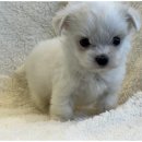 도그마루 천안지점 이미지