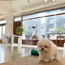 켄넬203 말티푸분양, 미니비숑분양 이미지