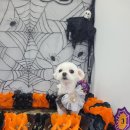 펫보드레 이미지