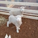 매일2농장 이미지