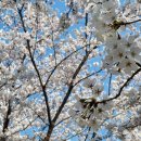 화랑유원지(제1주차장) 이미지