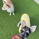 스테이영 애견학교 | 수원 매탄동 애견호텔 스테이영 애견학교 비용 시간 위치