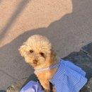 강아지 옷 만들기 이미지