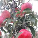 봉화산 한우농장 이미지