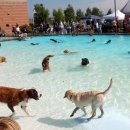 펫아일랜드 이미지