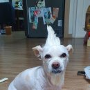 댕댕이미용 이미지