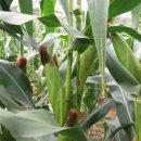 쌍둥이네농장 이미지