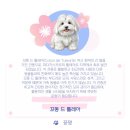 툴레아르Tulear