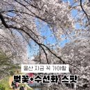 지에스(GS)25 울산삼호 네이버블로그