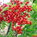 당신을 사랑합니다/두 안 이미지