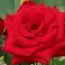 자운초등학교 이미지