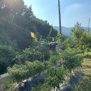 볼빨간 농원 이미지