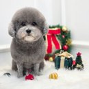 SM펫살롱 이미지