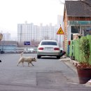 도그 앤 캣츠 이미지