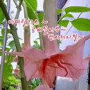 You Make Every Day Beautifulㅡ엔젤트럼펫,아마릴리스,곰버들나무 이미지