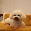 (주)비오비