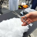 종로애견미용 | 종로애견미용학원 가격 취업 후기 가장 많은 곳