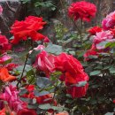 장미로 61 이미지