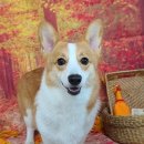 펫 살롱 파밀리에 이미지