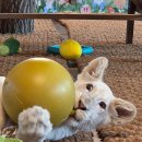 루카농장 | 전 세계 300마리? 대구 네이처파크 아기 백사자 폭풍 성장 근황