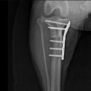 24시 에피소드 동물 메디컬 센터 이미지