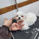 (주)쿨펫 이미지