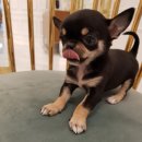 댕댕이뽀샵 이미지