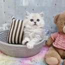 대구 고양이분양 퍼스트캣 대구점 | 대구고양이분양 퍼스트캣 대구점에서 만난 사랑스러운 반려묘와 특별한 인연