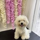 강아지미용실 정독 이미지