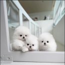 행복한 강아지 이미지