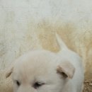 대갈집 이미지