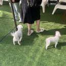 멍선생 애견카페 | 화성 동탄 | 멍선생 애견카페 &amp;바베큐장 동탄 애견카페 후기