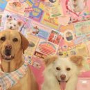 열두달펫 이미지