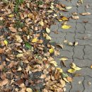 비오비의원 | 반차데이 / 지니산부인과 가다실 , 삼락생태공원 피크닉☁️