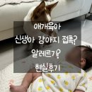 키워도 | 신생아와 강아지 접촉 함께 키워도 될까? 애개육아 현실후기