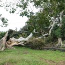 와흘본향당 이미지