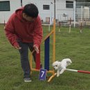 K9워킹독센터 | 강아지 독 피트니스,어질리티 교육 후기, 영천 러닝독 트레이닝 방문