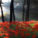 행복나무 이미지