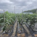 오두리농장 | 노후의 가치를 높이는 전원빌라 생활, 일상과 쉼, 수익까지 모두 잡는 방법