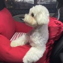 타요타요 펫택시 이미지