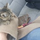 낭만고양이(강서점) 이미지