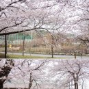 울산은낼부터 4월7일까지축제입니다 울산작천정축제저두가보지는 못했는데 블로그에올라와서 올려봅니다 울명지님도 꼭 울산에초청되기를~~~~ 이미지