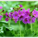 허적 영정 이미지