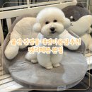 펫더헤븐 이미지