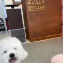 로운이네 살롱 | 부산 사직동애견미용, 비숑전문미용 &#39;로운이네살롱&#39; 후기 !!