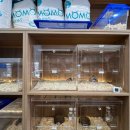 골든햄스터분양 탬펫 이미지