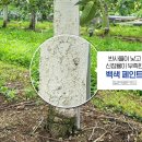KCC페인트 동해 네이버블로그