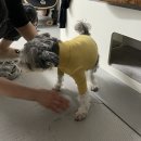 에스디(SD)동물의료센터,서울 | 상왕십리 SD동물의료센터 / 노견 종양 수술 후기