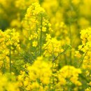 GS25김녕삼거리점 이미지