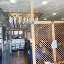 코다리안 이미지